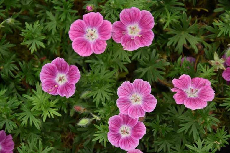 Geranium 'Elke',  Cranesbill 'Elke', Geranium sanguineum 'Elke', Hardy Geranium, Pink Geranium, Pink Flowers